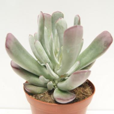 Cotyledon silver peak